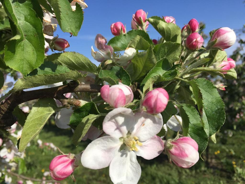 Fewo Blankenese Im Haus Luehegarten Grünendeich Εξωτερικό φωτογραφία